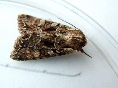 Pale-shouldered Brocade